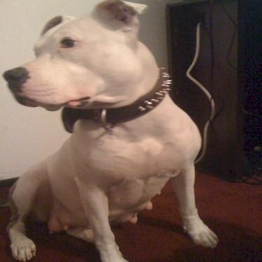 Penas Milly Pit Bull Front.jpg